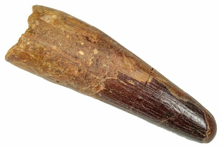 Fossil Spinosaurus Tooth - Real Dinosaur Tooth #350111